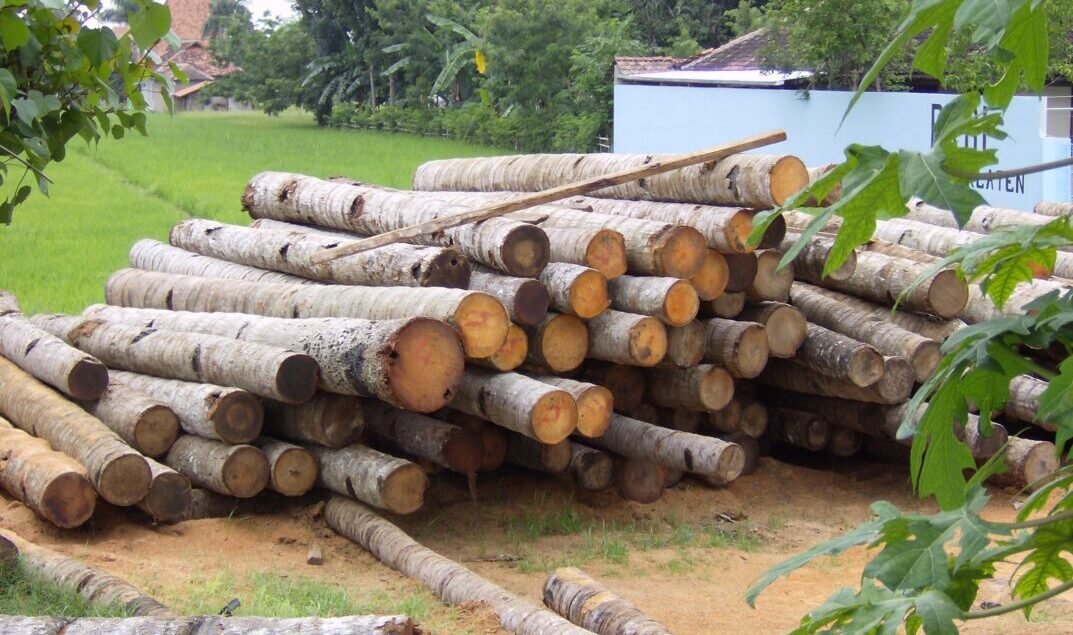 Kayu Glugu Kayu Kelapa
