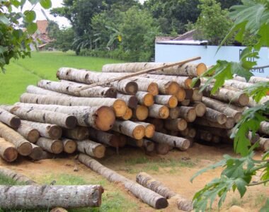 Kayu Glugu Kayu Kelapa