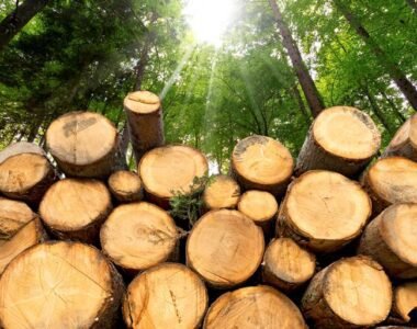 Kayu Pinus