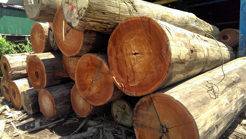 Kayu Meranti