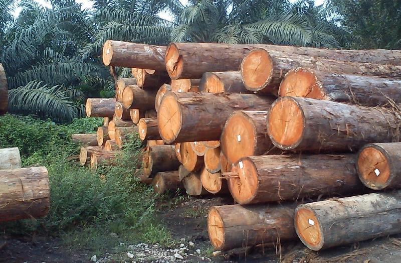 Kayu Meranti
