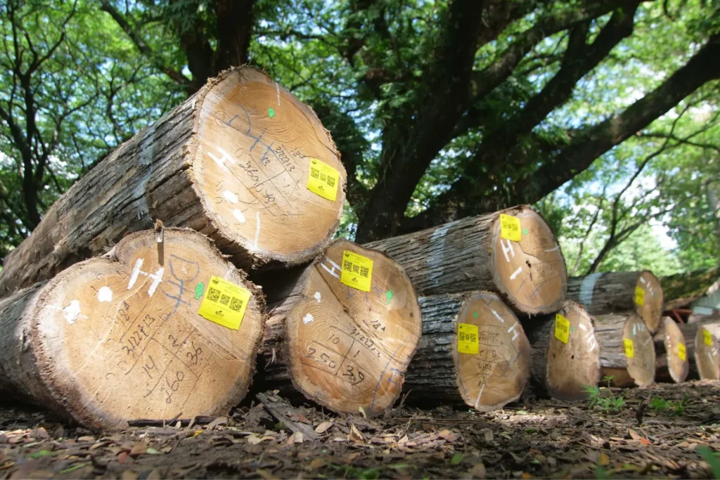 kayu jati