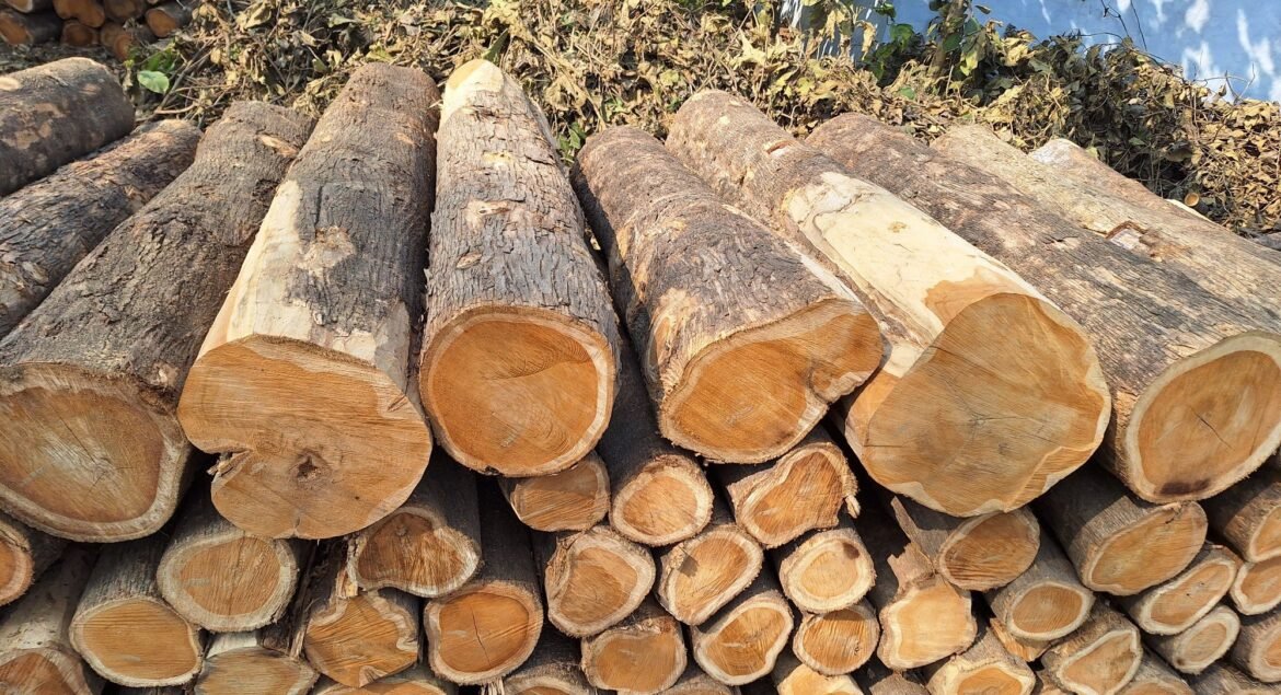Panduan Memilih Material Kayu Jati untuk Furniture Rumah