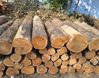 Panduan Memilih Material Kayu Jati untuk Furniture Rumah