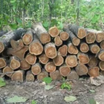Membedakan Kayu Jati Asli dan Palsu