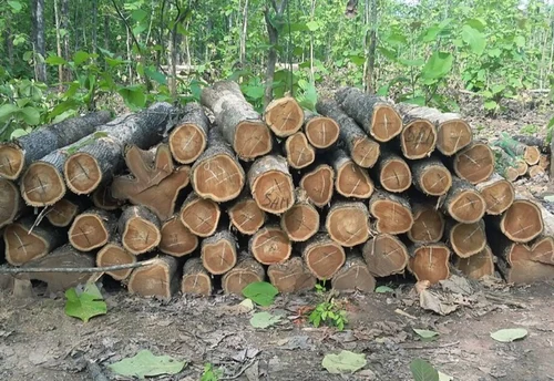 Membedakan Kayu Jati Asli dan Palsu