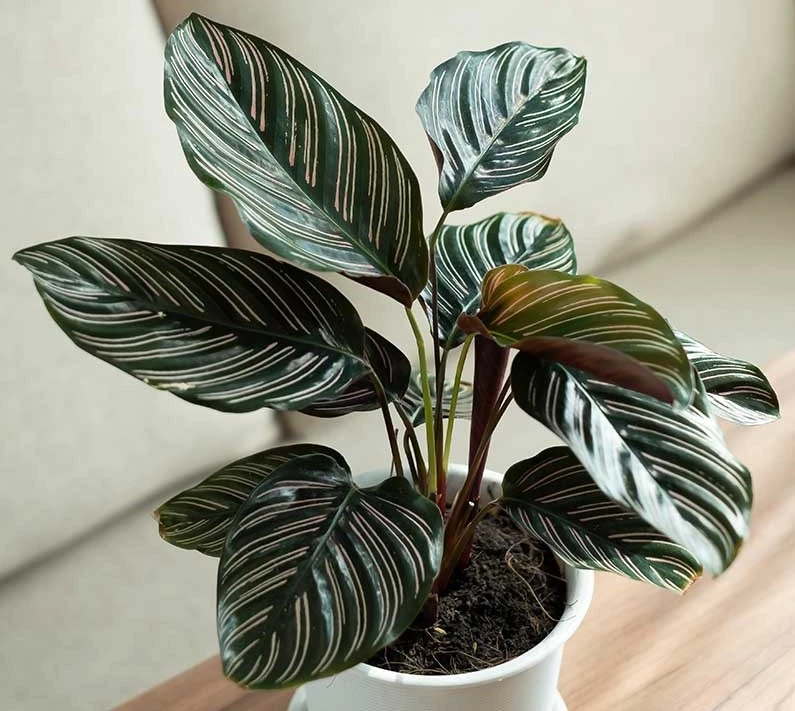 Tanaman Hias calathea