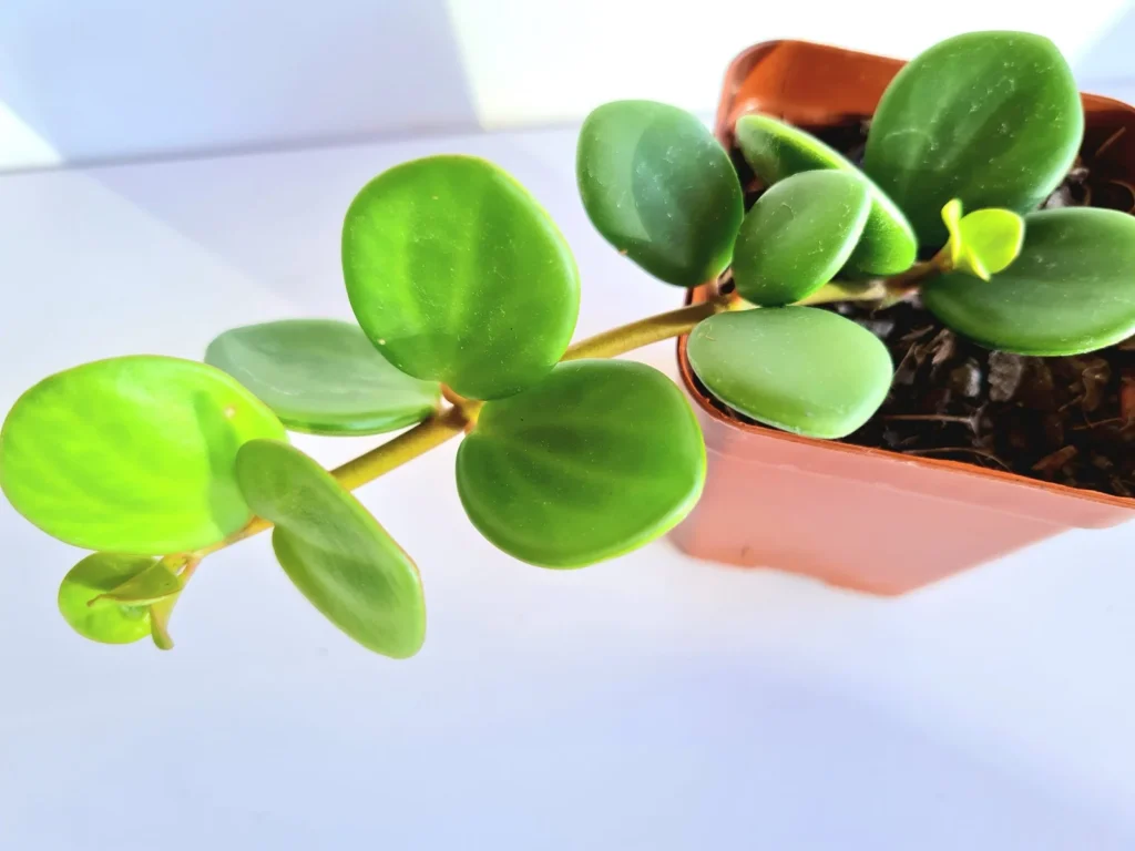 Tanaman Hias Peperomia