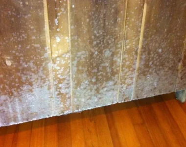 Jamur dari Furnitur Kayu