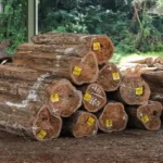 Kayu Jati Tua