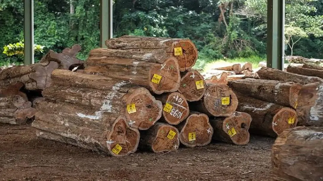Kayu Jati Tua