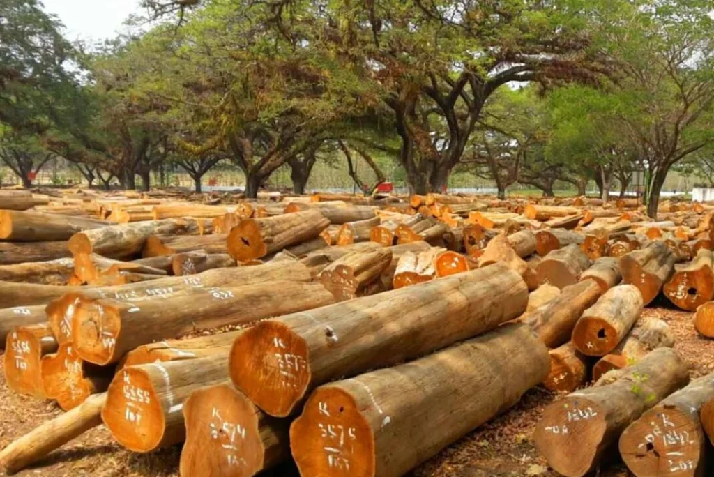 Keunikan dan Kekuatan Kayu Jati Tua